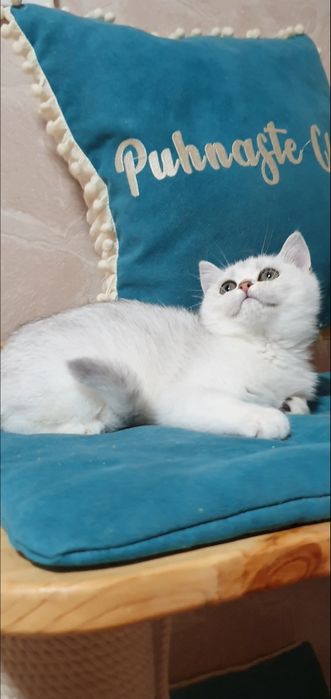 серебристая шиншилла котенок