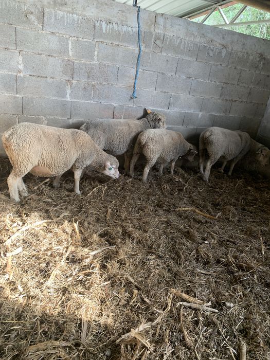 Ovelhas ille france com 3 anos e sao 4 com B4 cobertas de  carneiro ille france