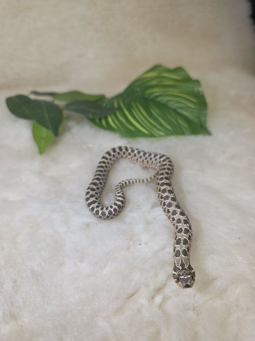 Heterodony zachodnie anaconda het. albino pos het. lavend
