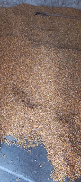 Продам кукурудзи