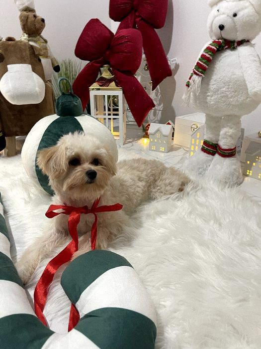 Ексклюзивні дівчатка Помапу з ідеальним характером