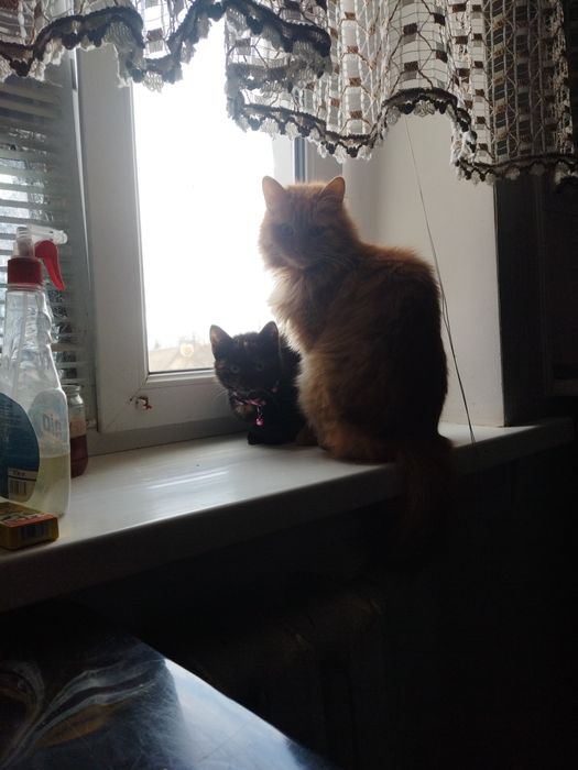 (СРОЧНО) Отдам Котика очень хороший котик