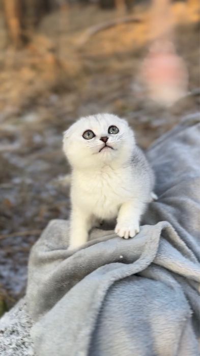 Шотландська срібна шиншила фолд висловуха