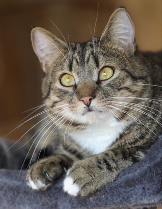 Айзек 2 года, котик, мальчик, ждет