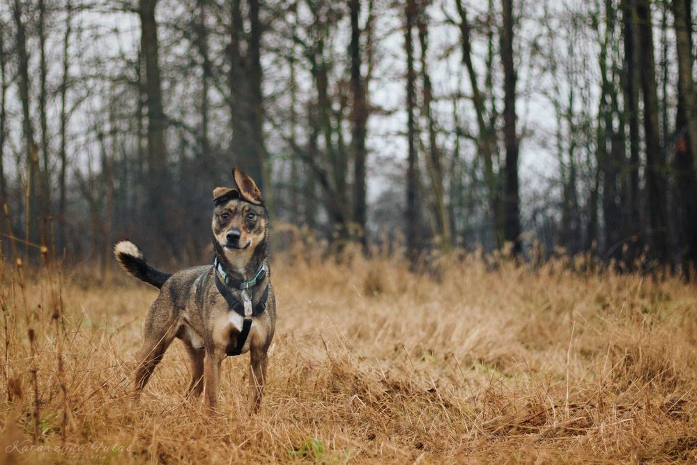 Bugs super pies poleca się do adopcji