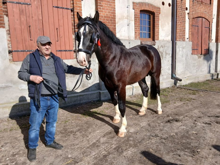 Ogier śląski Akwen BT