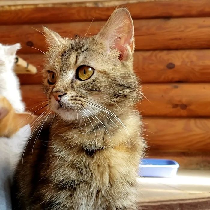 Собаки-щенки-коти