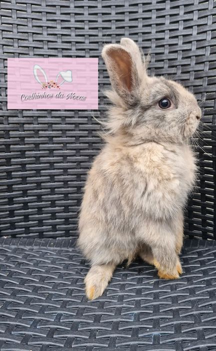 Coelhos anões mini leon head