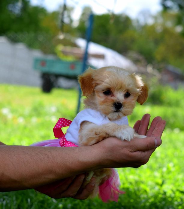 Модель міні Мальтіпу