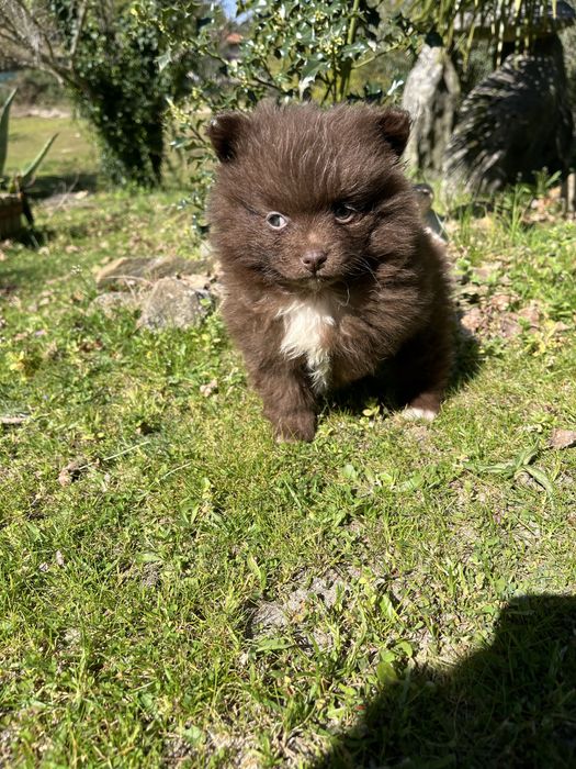 Menina spitz anao chocolate