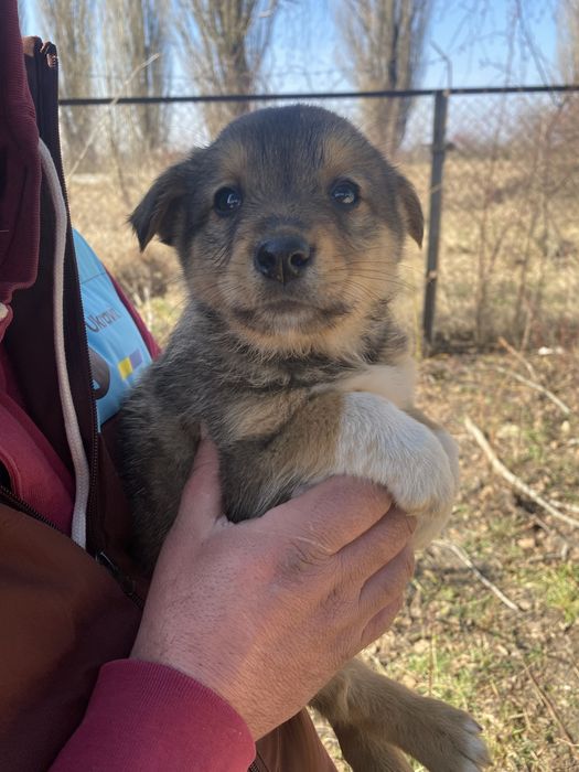 Цуценята шукають домівку