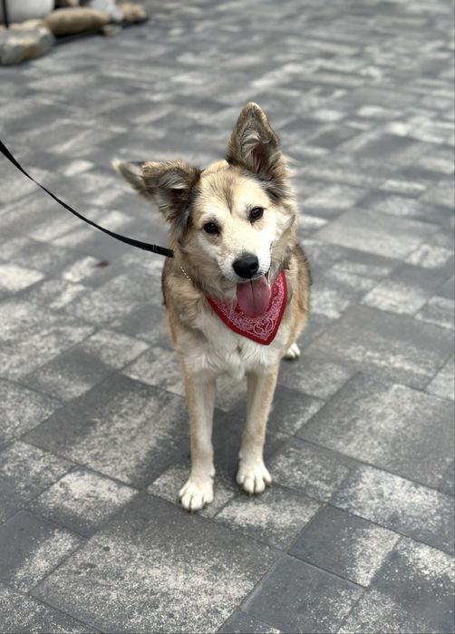 Собачка дівчинка шукає дім