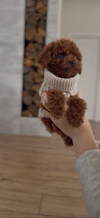 Poodle toy red brown