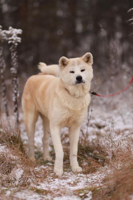 Biała suczka w typie akity szuka nowego domu,  za darmo