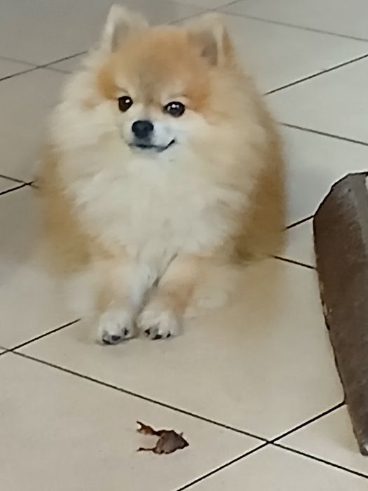 Кобель для вязки