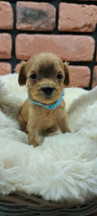 Cavapoo piękności