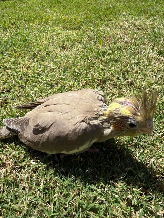 Caturras para acabar de criar à mão