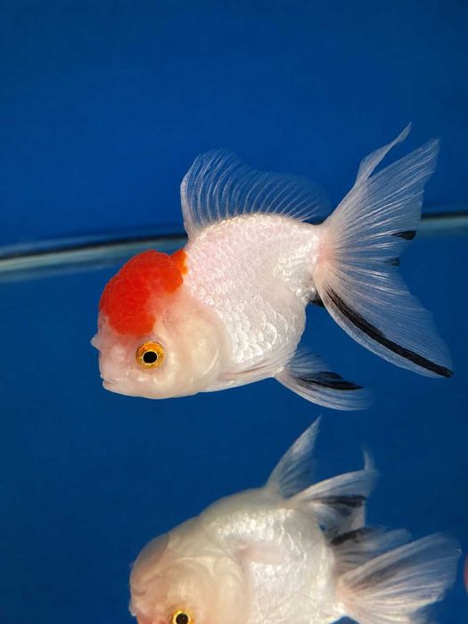 Welon Red Cap Oranda 9-12  cm