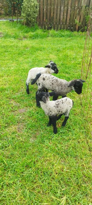 Ovelha sulfok com 2 anhos