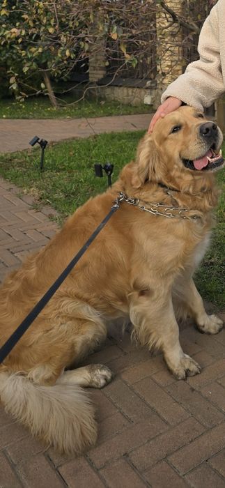 Золотистий ретрівер кобель для вязки