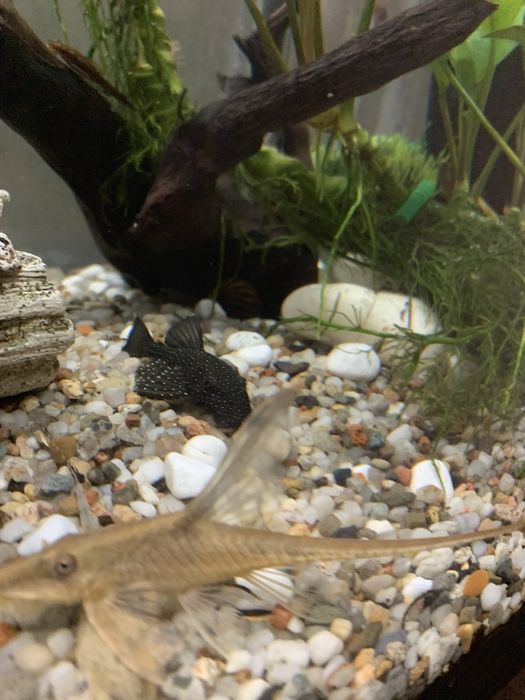 Акваріумістика Хмельницикий