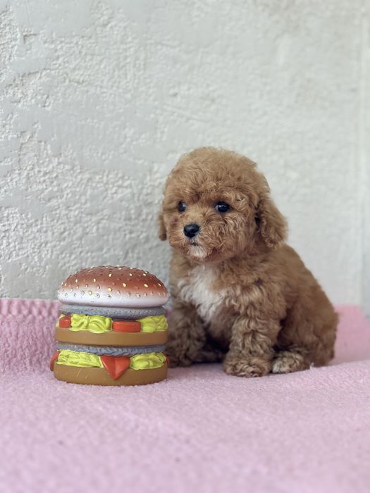 Міні дівчинка мальтіпу