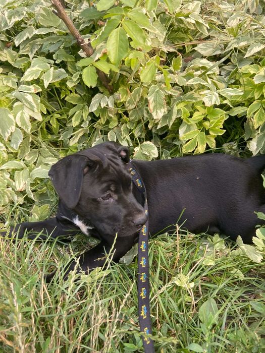 Чистокровні амстафи