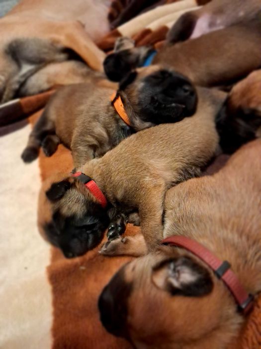 Owczarek Belgijski Malinois