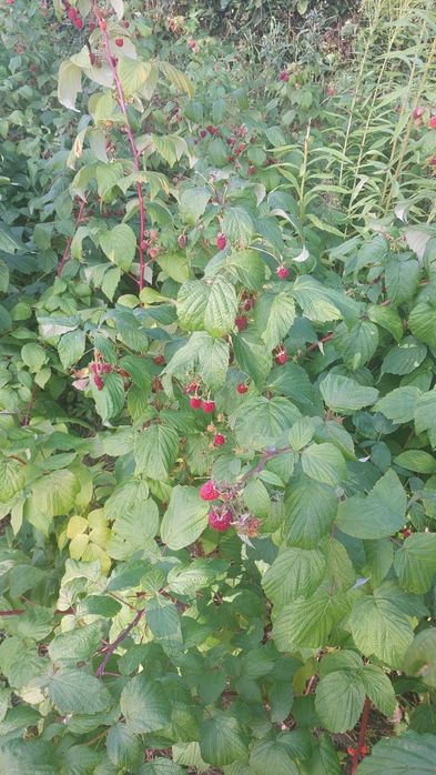 SADZONKI maliny jesiennej  25szt.