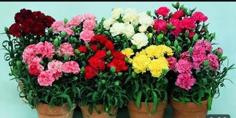 Гвоздики махрові, петунії  калібрахоа