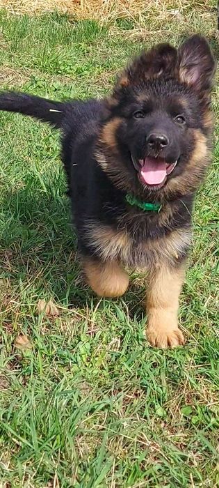 Цуценята нім.вівчарки довгошерсні.