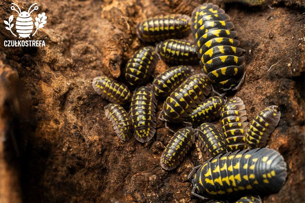 Isopody Armadillidium gestroi 15 szt