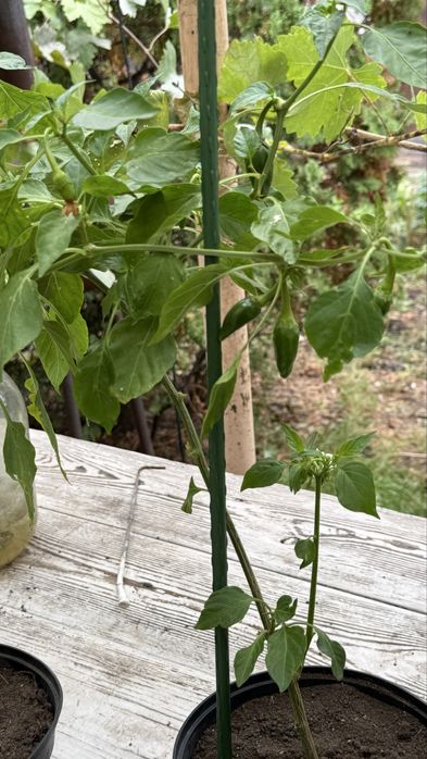 Перец декоративный