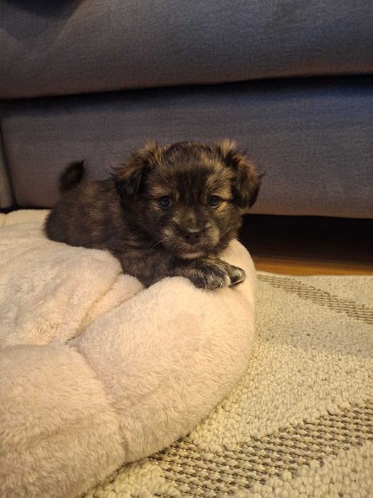 Pieski szukaja nowego domu.