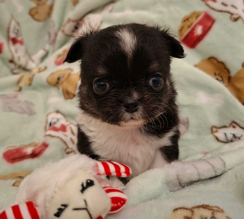 Chihuahua biało czarna sunia długowłosa, FCI ZKWP