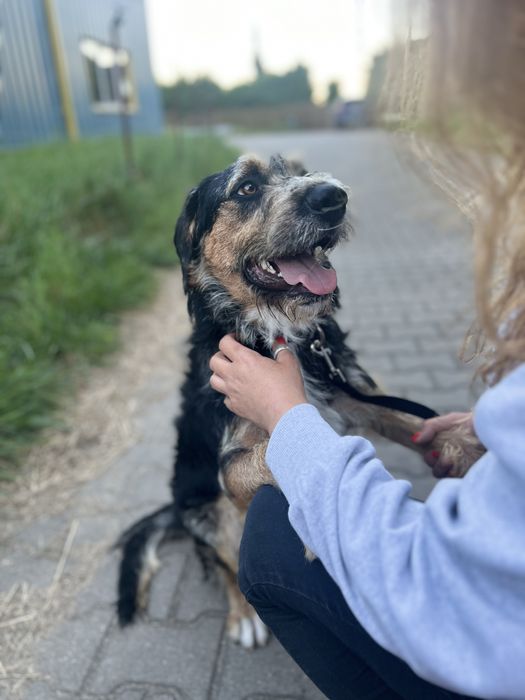 Wyjątkowy piesek Uszek szuka domku