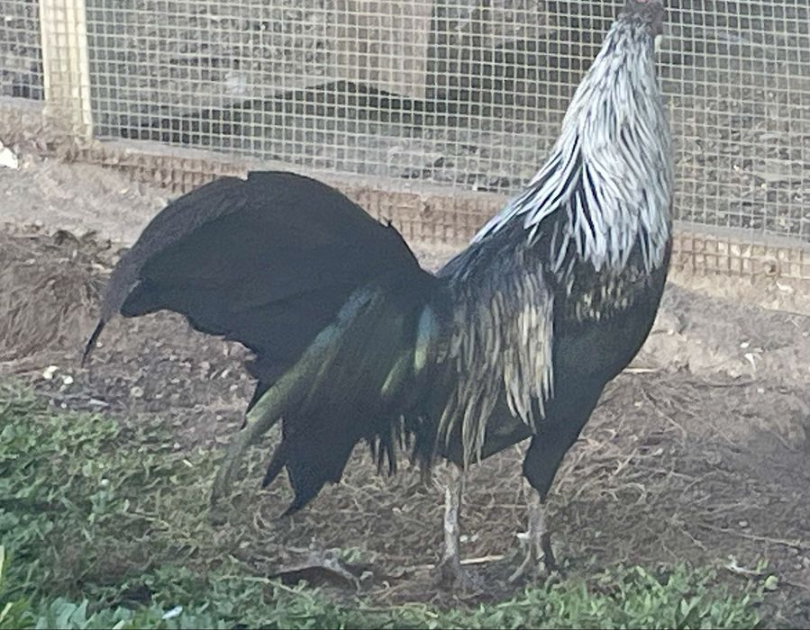 Fenix de varias cores