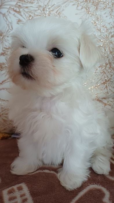 Maltańczyk mini piesek gotowy na zmianę domu