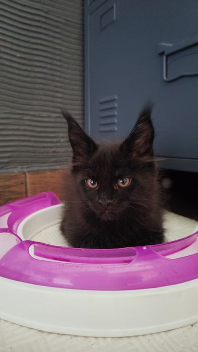Kocurek Maine Coon Ptyś