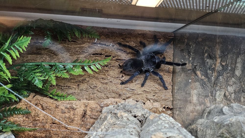 Pterinopelma Sazimai Samica 6,5DC