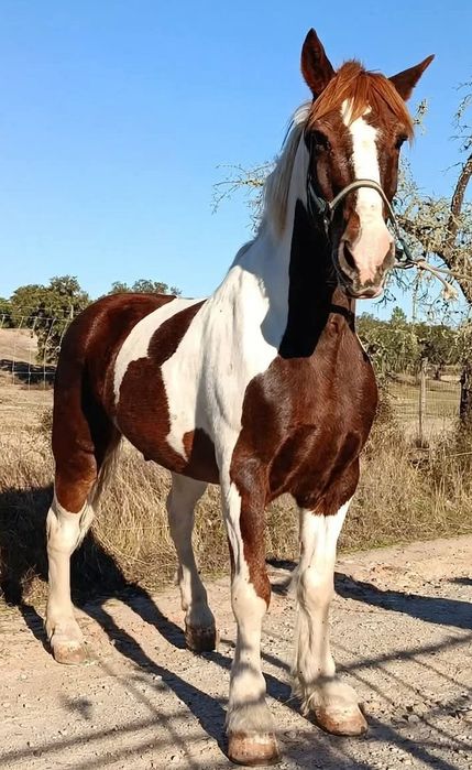 Cavalo percheron malhado