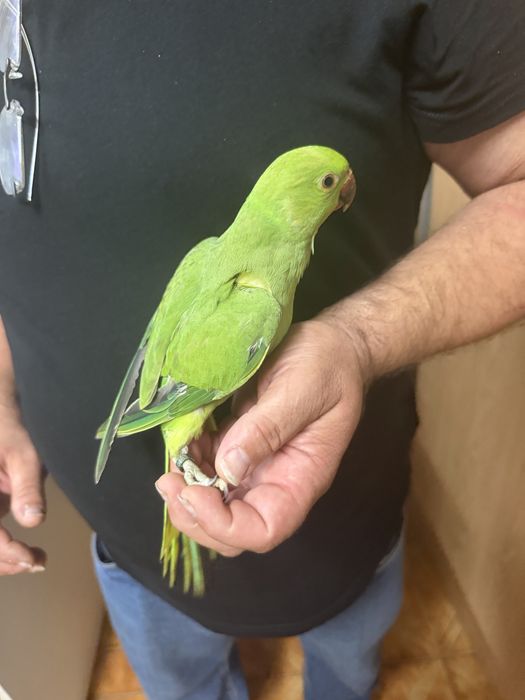 Ring necks criados á mão