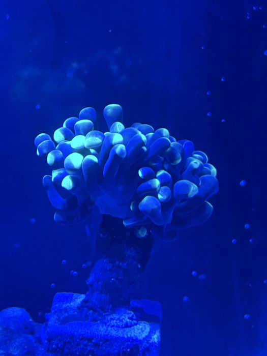 Eufilia roxa das pontas verdes