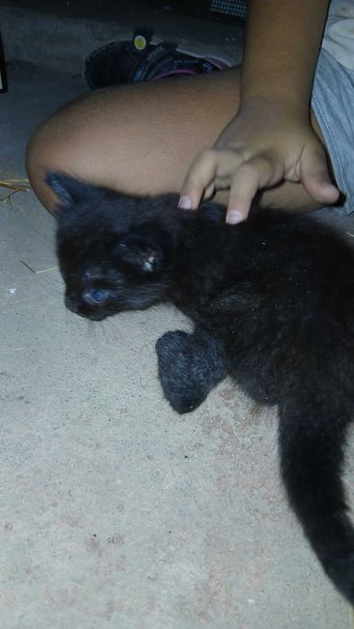 Gatinhos esperam por uma família