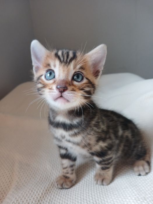 Бенгальські кошенята