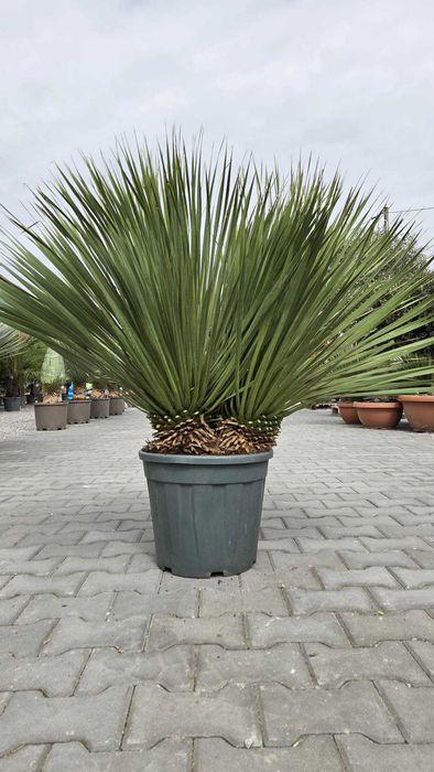 Yucca Rostrata Dwupniowa, Juka mrozoodporna