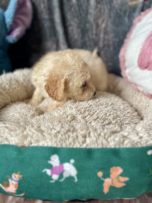 Maltipoo maltańczyk pudel sunia