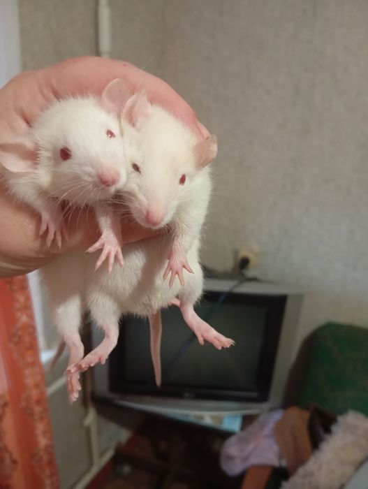 Криси, щури, крисята, пацюки