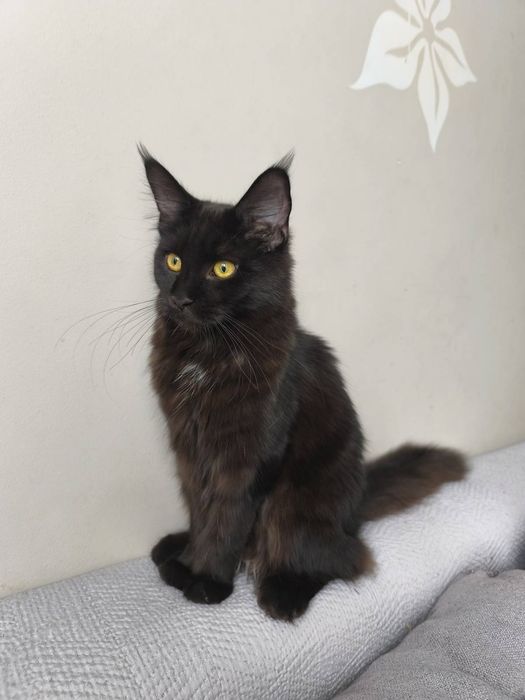 Gracja z de Sueno*PL kotka Czarna Maine Coon FPL