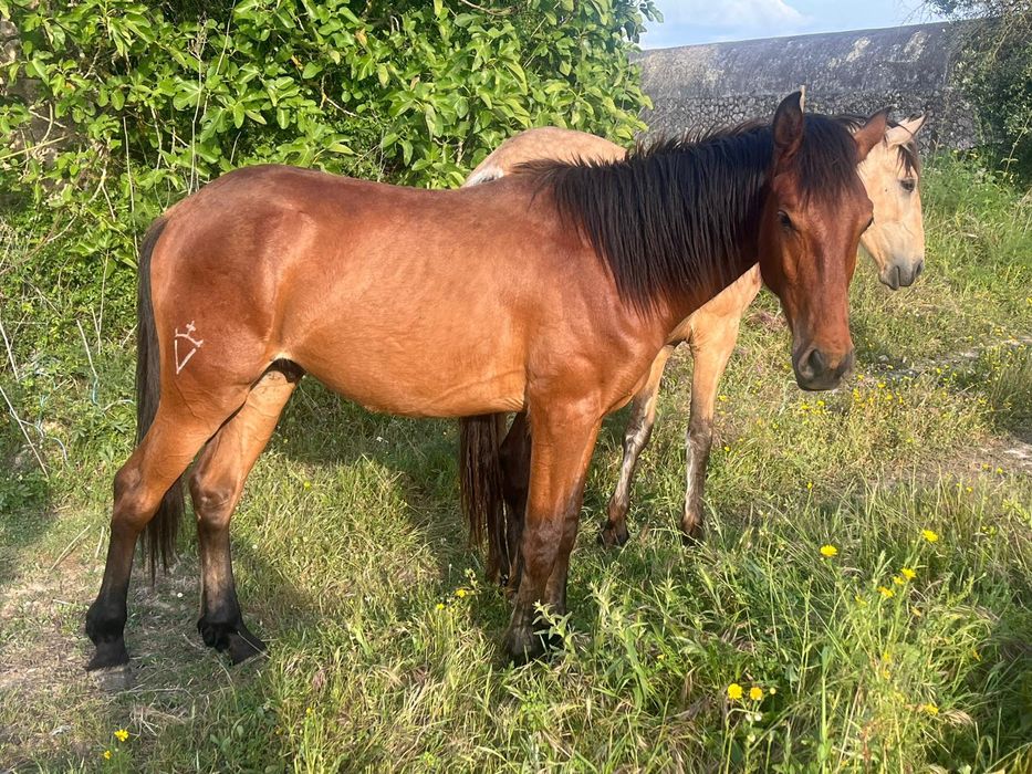 Poldro Lusitano de 2 anos